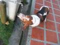 Basset Nemo Drink Whater