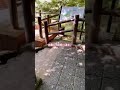 【柿田川湧水・源兵衛川】富士山の雪解け水🎶清流さんぽ✨＠こっこっちwalk＃柿田川湧水＃源兵衛川＃三島＃清水町#vlog#shorts