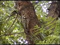 Maratha woodpecker video by Shirishkumar Patil Maratha woodpecker video by Shirishkumar Patil