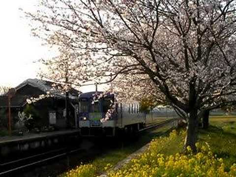 北条鉄道　法華口駅　桜