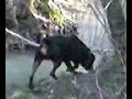 Black à la pèche ;-)