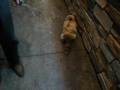 Salmon--met outside convenience store.mp4
