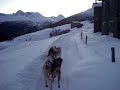 Sleddog Livigno