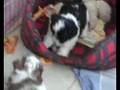 Shih-tzu puppies having an argument