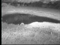 2.19.08 1.27am NK Hyena and Egyptian Geese with alarming Lap 2.19.08 1.27am NK Hyena and Egyptian Geese with alarming Lap