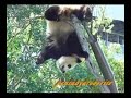Twin PANDA Climb a tree ????????