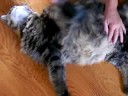 No more furballs!