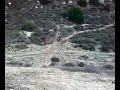 nadav-ktm 125