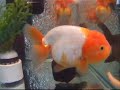 ??????~Hong Kong Cutie Goldfish (Ranchu) ??????~Hong Kong Cutie Goldfish (Ranchu)