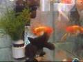 肥嘟嘟蘭壽仔~Hong Kong Cutie Goldfish (Ranchu)