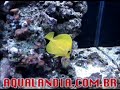 Yellow Tang 