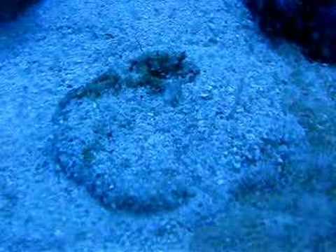 Sand Dollar