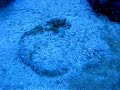 Sand Dollar
