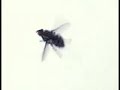 How is a fly landing on the ceiling? How is a fly landing on the ceiling?
