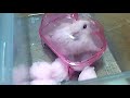 Click here to watch this video ハムスターの掃除
