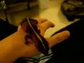 African Fat-Tailed Gecko Handling