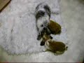 Rabbit Olympics