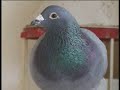 ian bell racing pigeons simply the best 9