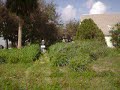 ELECTRIC POWERED MOWER KICKing GRASS ELECTRIC POWERED MOWER KICKing GRASS
