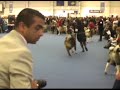 american akita dogs  in finnish winner 2007 open class