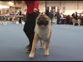 american akita dogs  in finnish winner 2007 open class