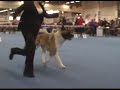 american akita dogs  in finnish winner 2007 open class