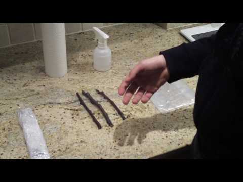 how to replant a fig branch