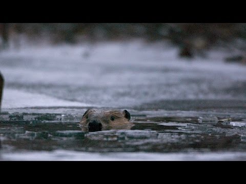 Beavers Behaving Badly: Natural World - Trailer - BBC Two