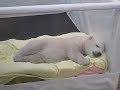しろくまの赤ちゃん　スヤスヤ　寝返り