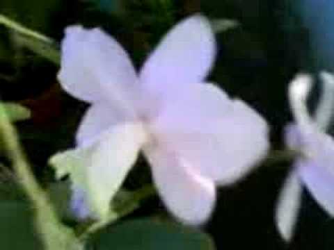 vendemos Orquideas, mudas ,Brasil, Brasileiras 62-35873571 ou (62)84240725