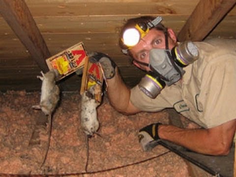 how to get rid mice in attic