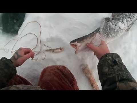 подпуска на налима видео подпуска на налима видео