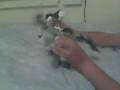 Bionicle Chronicles Ep.2 Matoro v.s. Gali Deception in the water