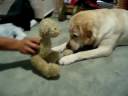 Cody Attacking Stuffed Animal