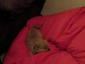 videos de pup.mpeg