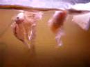 Bettas fighting before spawning