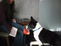 Open Box Trick great for injured dogs or bored Collie's