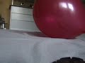 15mW Green Wickedlaser Pops Balloon 15mW Green Wickedlaser Pops Balloon