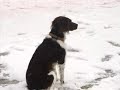 ２００９年１２月２０日　訓練所　奥様編.wmv