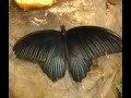 motyle tropikalne (tropical butterflies) motyle tropikalne (tropical butterflies)