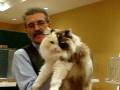 videos de Café Mocha Valencia being awarded Best Allbreed Household Pet by TICA judge Alberto Leal