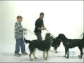 Comment manager ton chien dans un parc Comment manager ton chien dans un parc