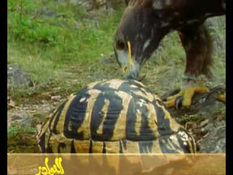 من اذكى الطيور الجارحة