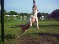 King Roah working the springpole