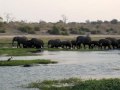 Elephants and Hippos at Chobe National Park, Botswana