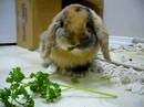 Peanut eating Parsley
