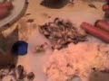 comida exotica