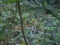 Corbett National Park, India