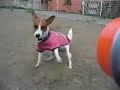 Jack Russell Terrier 20060822 She Loves WaterGun![LongVer]
