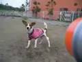 Jack Russell Terrier 20060822 She Loves WaterGun![LongVer]